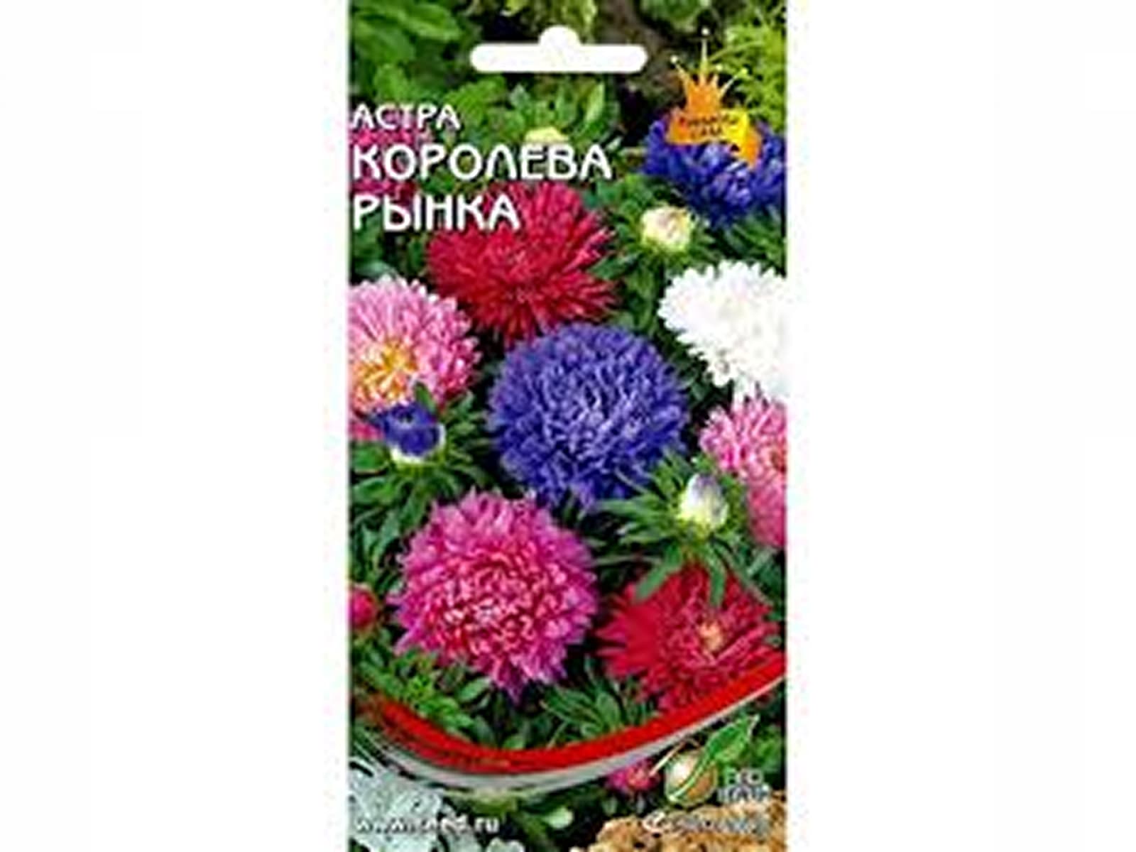 Семена астры «Королева рынка»
